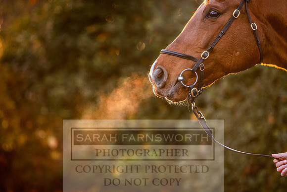 Goffs Nov Breeding Stock Sale 22-102