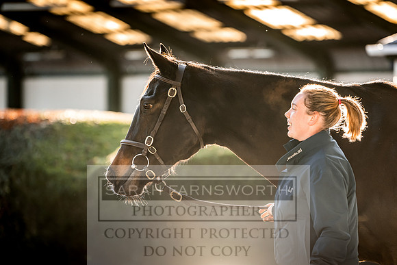 Goffs Nov Breeding Stock Sale 22-241