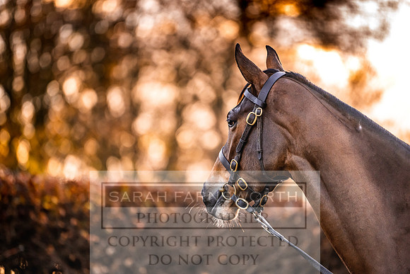 Goffs Nov Breeding Stock Sale 22-46