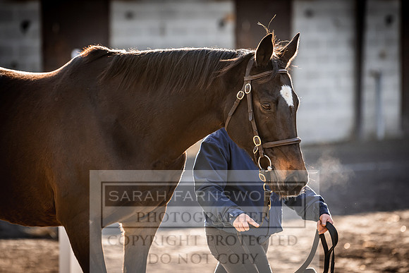 Goffs Nov Breeding Stock Sale 22-244