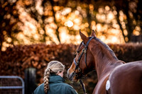 Goffs Nov Breeding Stock Sale 22-19
