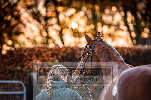 Goffs Nov Breeding Stock Sale 22-19