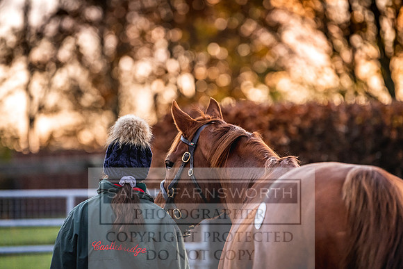 Goffs Nov Breeding Stock Sale 22-26