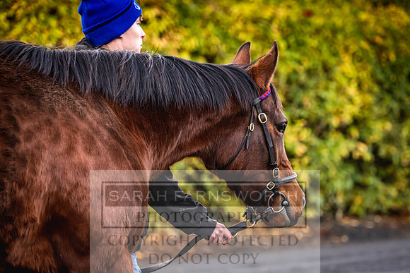 Goffs Nov Breeding Stock Sale 22-31