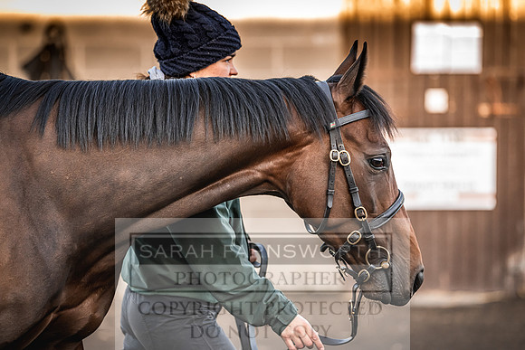 Goffs Nov Breeding Stock Sale 22-84