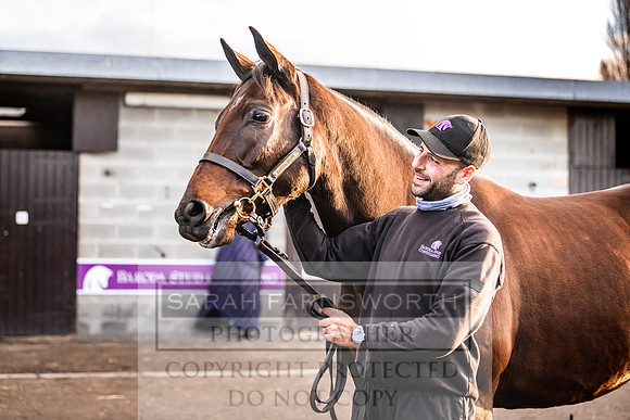 Goffs Nov Breeding Stock Sale 22-319