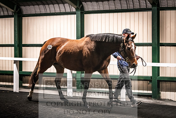 Goffs Nov Breeding Stock Sale 22-460