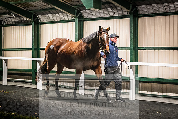 Goffs Nov Breeding Stock Sale 22-458