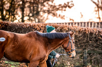Goffs Nov Breeding Stock Sale 22-13