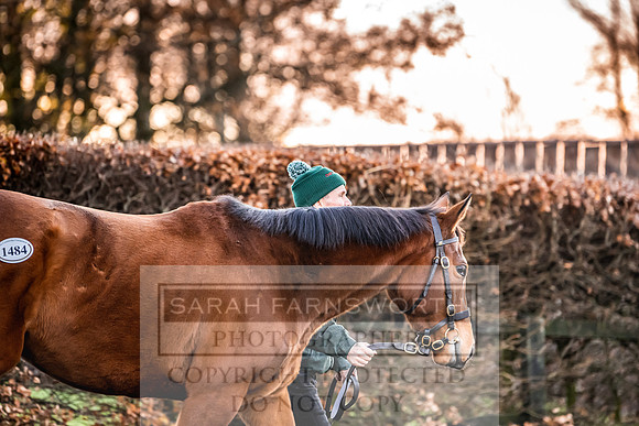 Goffs Nov Breeding Stock Sale 22-13