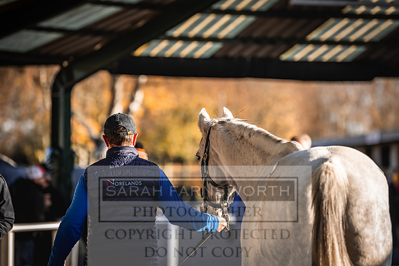 Goffs Nov Breeding Stock Sale 22-167