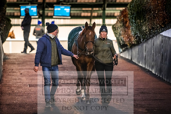 Goffs Nov Breeding Stock Sale 22-349