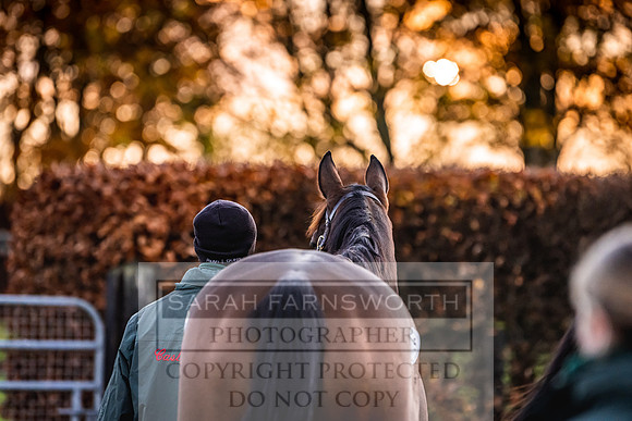 Goffs Nov Breeding Stock Sale 22-24