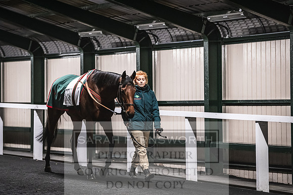Goffs Nov Breeding Stock Sale 22-404