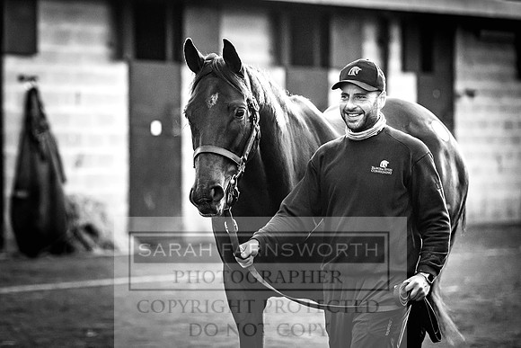 Goffs Nov Breeding Stock Sale 22-317