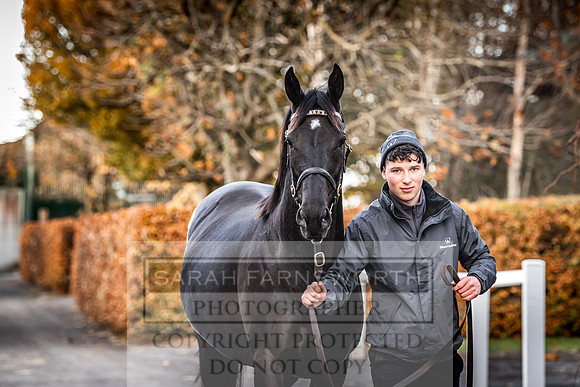 Goffs Nov Breeding Stock Sale 22-294