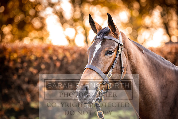 Goffs Nov Breeding Stock Sale 22-64