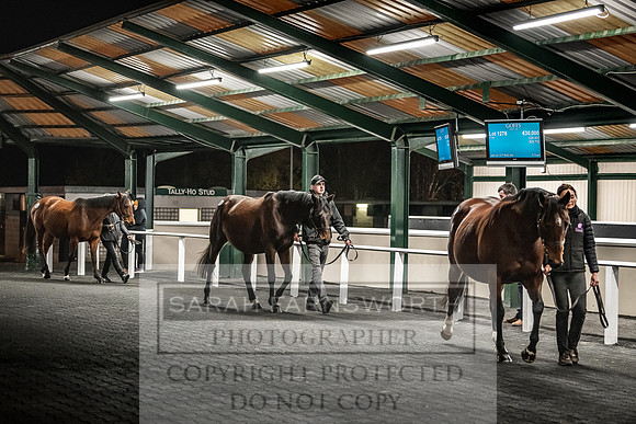 Goffs Nov Breeding Stock Sale 22-434