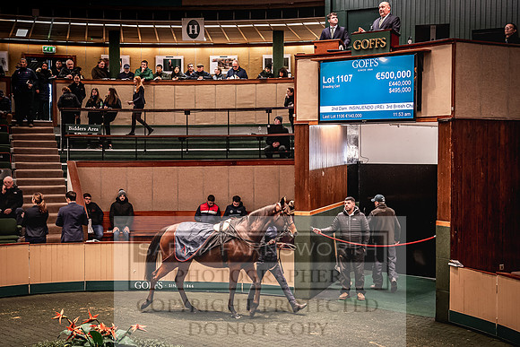 Goffs Nov Breeding Stock Sale 22-210