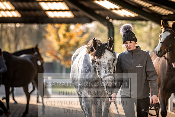 Goffs Nov Breeding Stock Sale 22-276