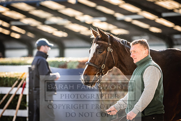 Goffs Nov Breeding Stock Sale 22-220