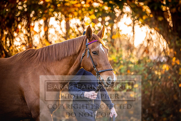 Goffs Nov Breeding Stock Sale 22-99