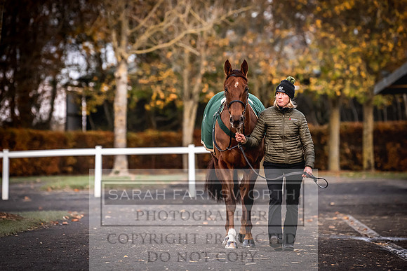 Goffs Nov Breeding Stock Sale 22-335