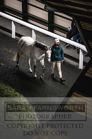 Goffs Nov Breeding Stock Sale 22-377