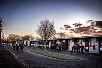 Goffs Nov Breeding Stock Sale 22-2
