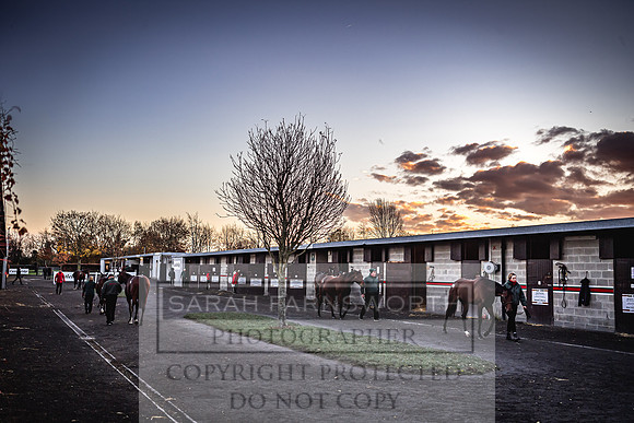 Goffs Nov Breeding Stock Sale 22-2
