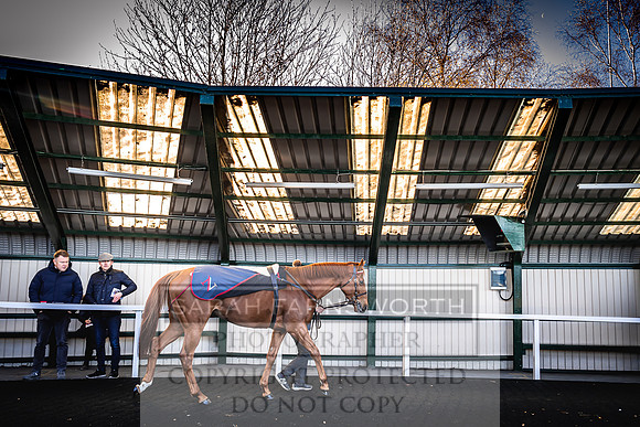 Goffs Nov Breeding Stock Sale 22-187