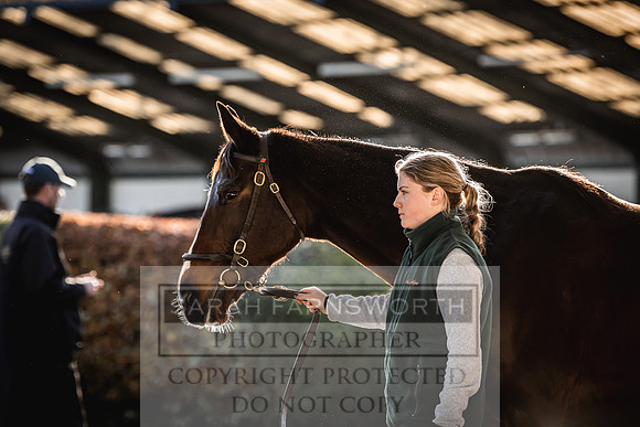 Goffs Nov Breeding Stock Sale 22-222