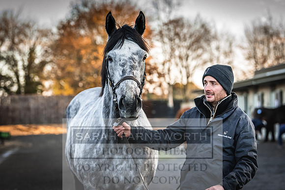 Goffs Nov Breeding Stock Sale 22-82