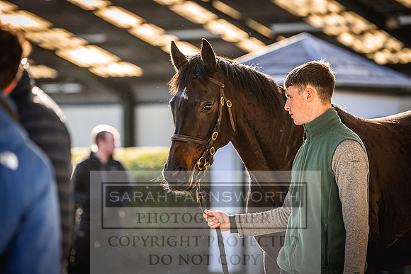 Goffs Nov Breeding Stock Sale 22-231