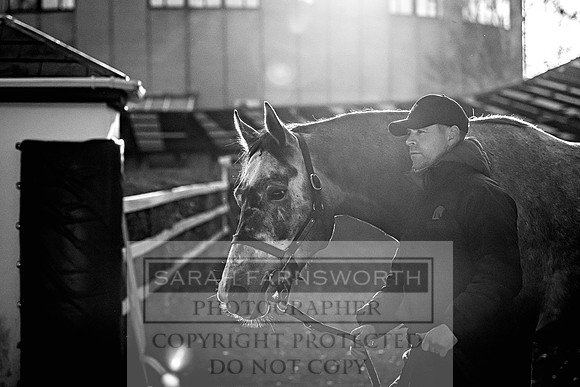 Goffs Nov Breeding Stock Sale 22-161