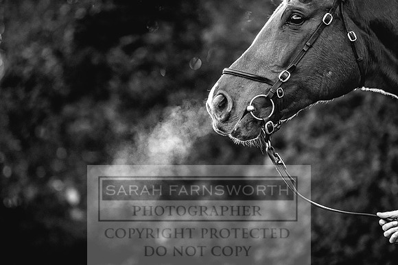Goffs Nov Breeding Stock Sale 22-101
