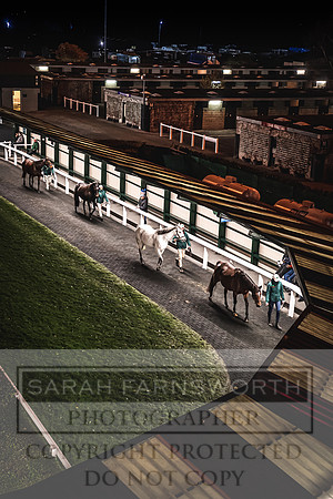 Goffs Nov Breeding Stock Sale 22-368