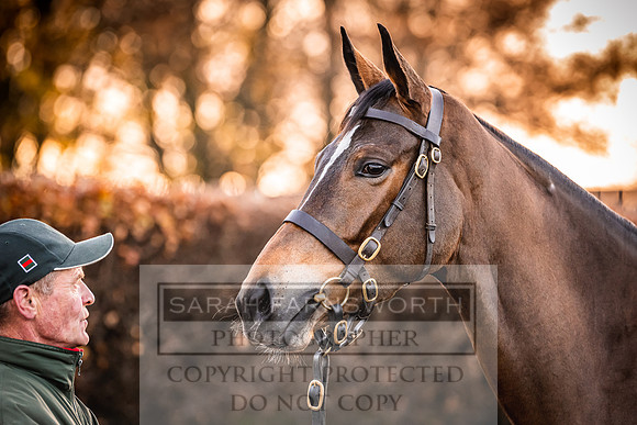 Goffs Nov Breeding Stock Sale 22-43