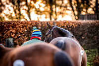 Goffs Nov Breeding Stock Sale 22-10
