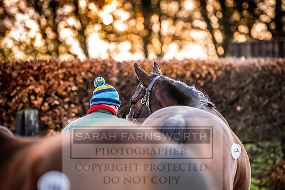 Goffs Nov Breeding Stock Sale 22-10