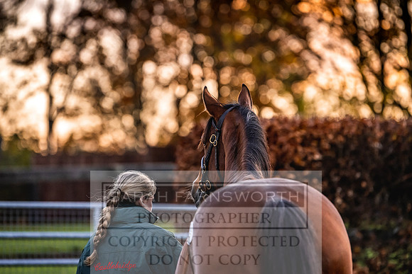 Goffs Nov Breeding Stock Sale 22-25