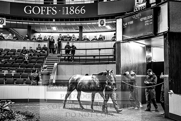 Goffs Nov Breeding Stock Sale 22-302
