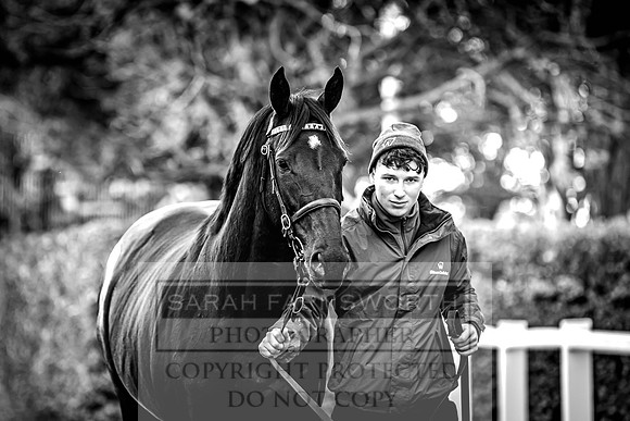 Goffs Nov Breeding Stock Sale 22-292