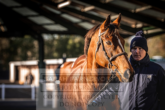 Goffs Nov Breeding Stock Sale 22-141