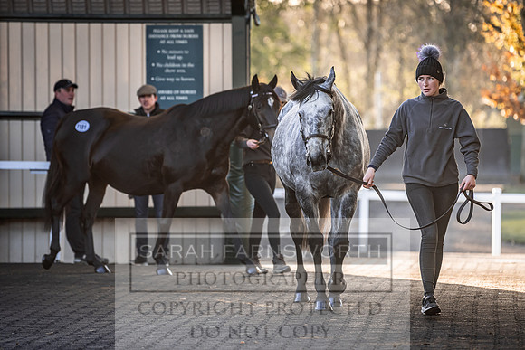 Goffs Nov Breeding Stock Sale 22-275