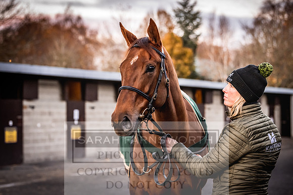 Goffs Nov Breeding Stock Sale 22-334