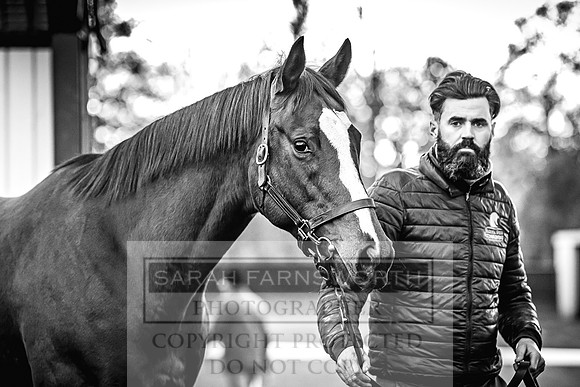 Goffs Nov Breeding Stock Sale 22-329