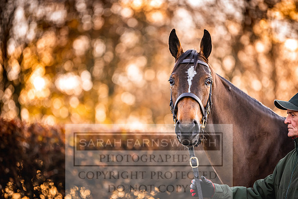 Goffs Nov Breeding Stock Sale 22-49