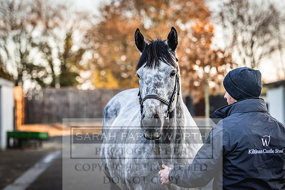 Goffs Nov Breeding Stock Sale 22-76