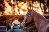 Goffs Nov Breeding Stock Sale 22-18